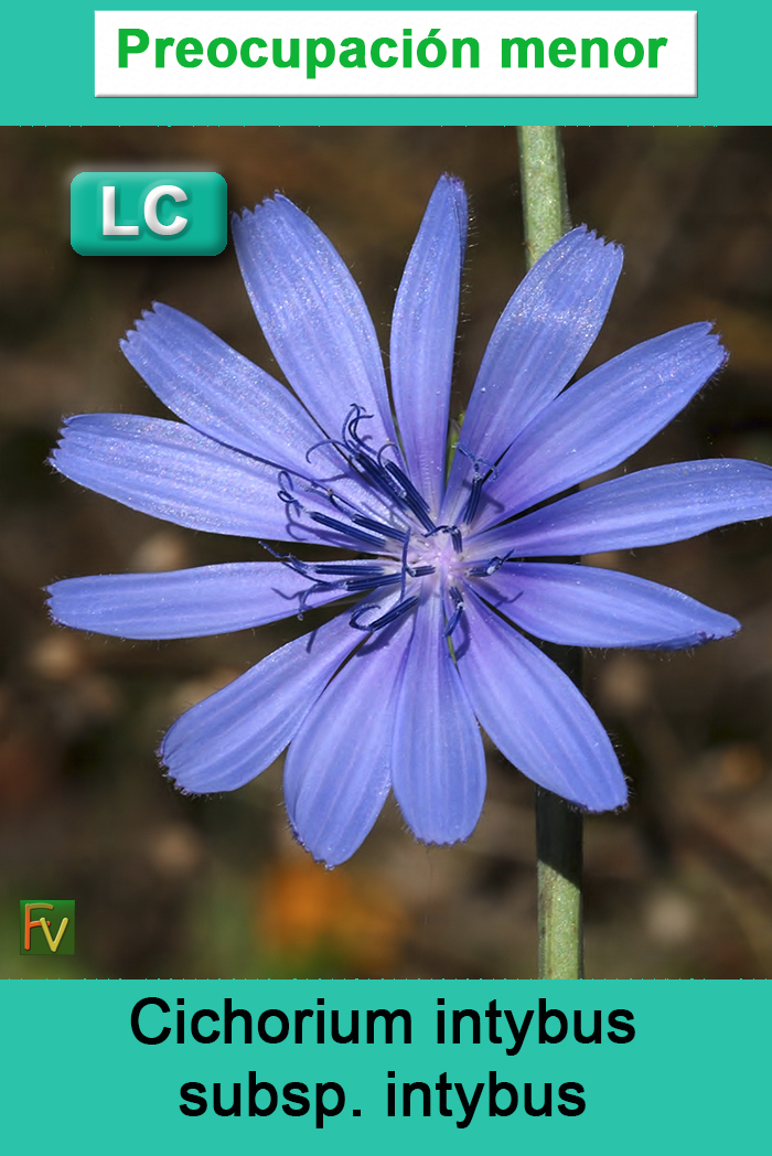 Cichorium intybus intybus