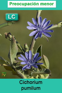 Cichorium pumilum