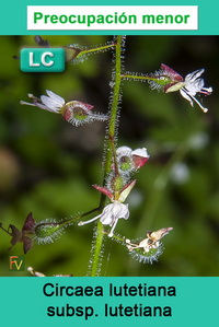 Circaea lutetiana lutetiana