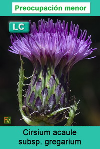 Cirsium acaule gregarium