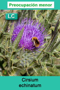 Cirsium echinatum