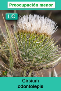 Cirsium odontolepis