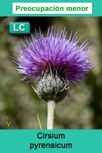 Cirsium pyrenaicum