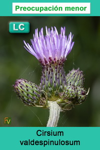 Cirsium valdespinulosum