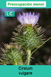 Cirsium vulgare