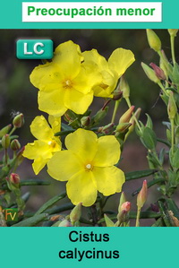 Cistus calycinus