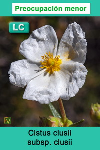 Cistus clusii clusii