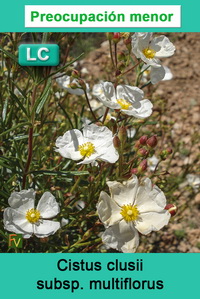Cistus clusii multiflorus