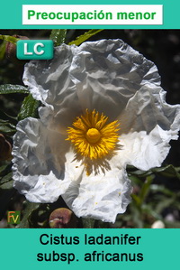 Cistus ladanifer africanus