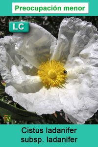 Cistus ladanifer ladanifer