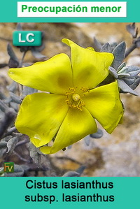 Cistus lasianthus lasianthus