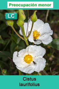 Cistus laurifolius