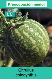 Citrullus colocynthis