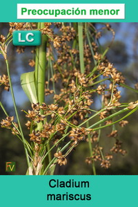 Cladium mariscus
