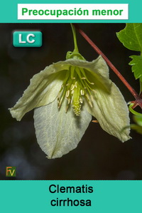 Clematis cirrhosa