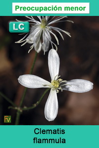 Clematis flammula