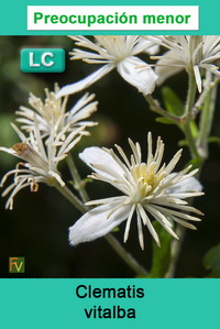 Clematis vitalba