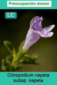 Clinopodium nepeta nepeta