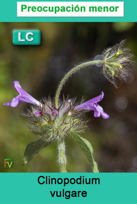 Clinopodium vulgare