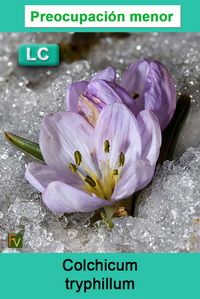 Colchicum tryphillum