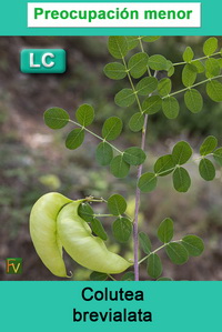 Colutea brevialata