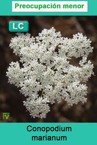 Conopodium marianum