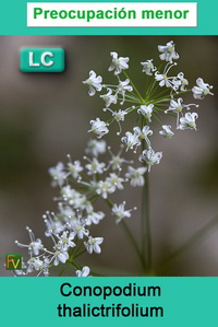 Conopodium thalictrifolium