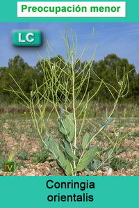 Conringia orientalis