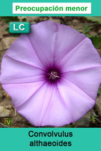 Convolvulus althaeoides