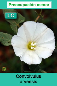 Convolvulus arvensis