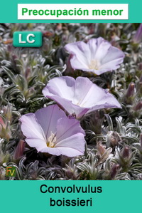 Convolvulus boissieri