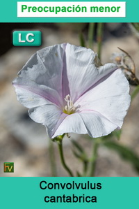 Convolvulus cantabrica