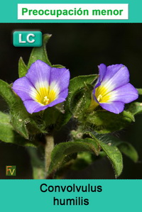 Convolvulus humilis