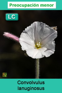 Convolvulus lanuginosus