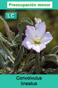 Convolvulus lineatus