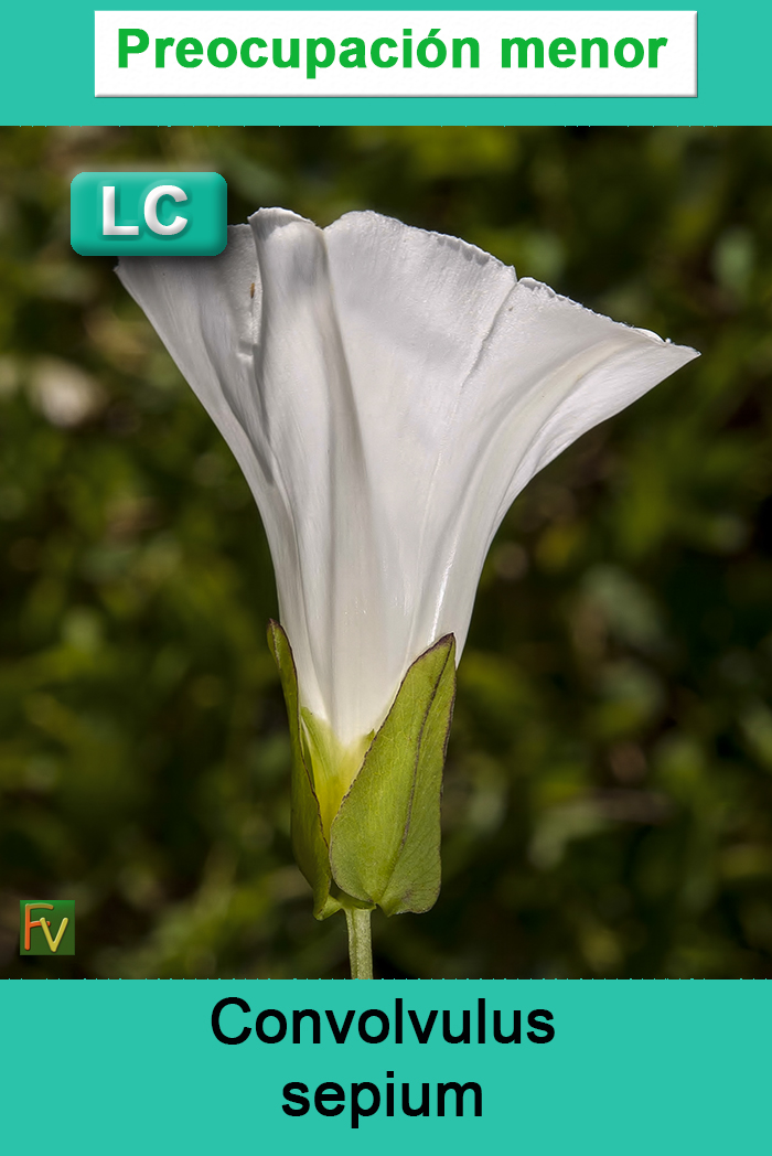 Convolvulus sepium