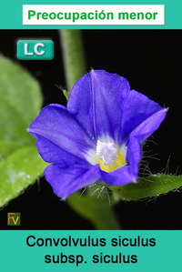 Convolvulus siculus siculus