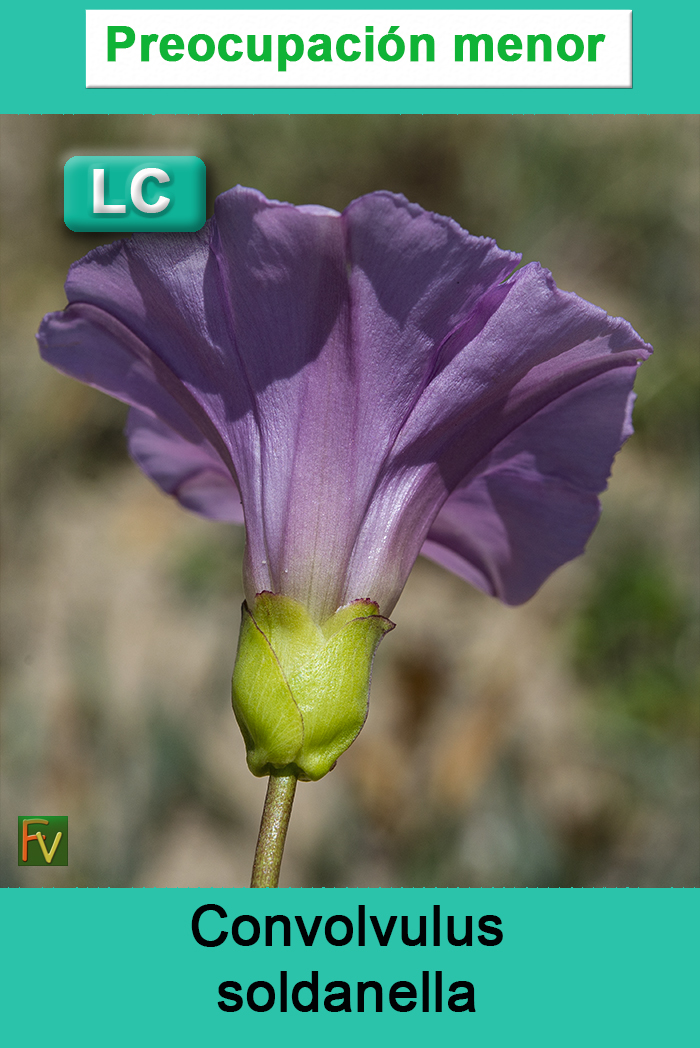 Convolvulus soldanella