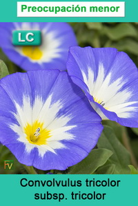 Convolvulus tricolor tricolor