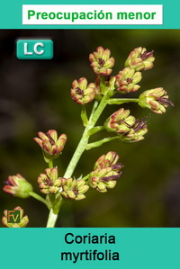 Coriaria myrtifolia