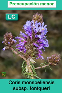 Coris monspeliensis fontqueri