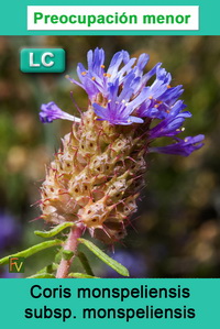 Coris monspeliensis monspeliensis