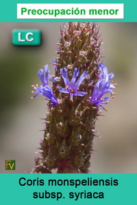 Coris monspeliensis syriaca