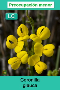 Coronilla glauca