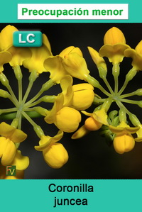 Coronilla juncea