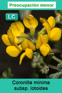 Coronilla minima lotoides