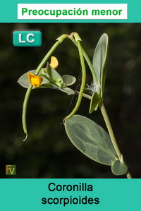 Coronilla scorpioides