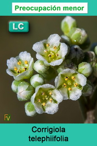 Corrigiola telephiifolia