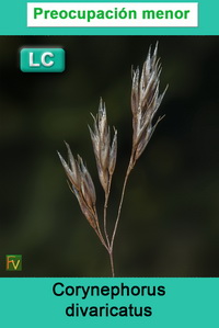 Corynephorus divaricatus