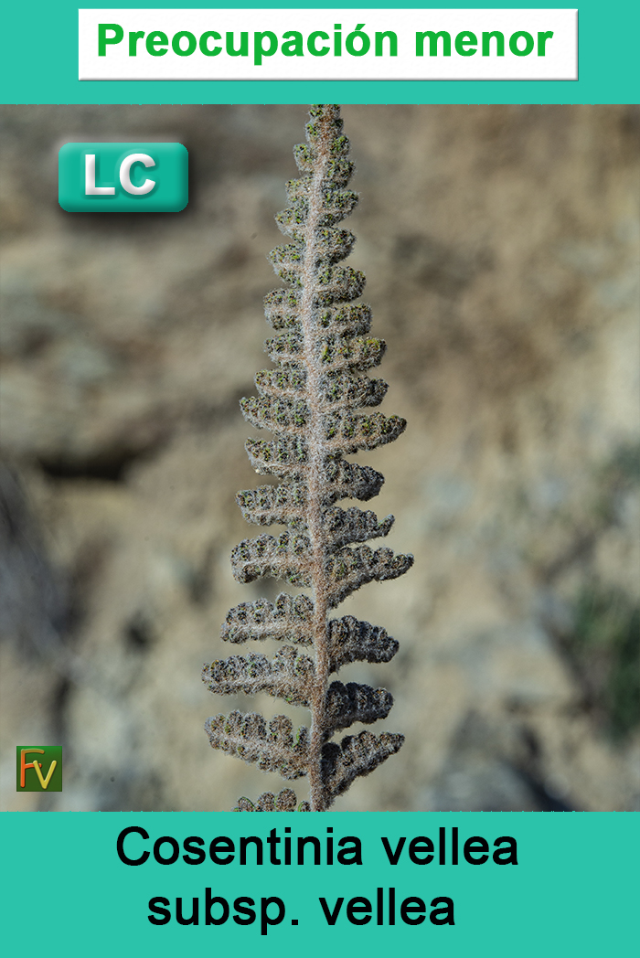 Cosentinia vellea vellea